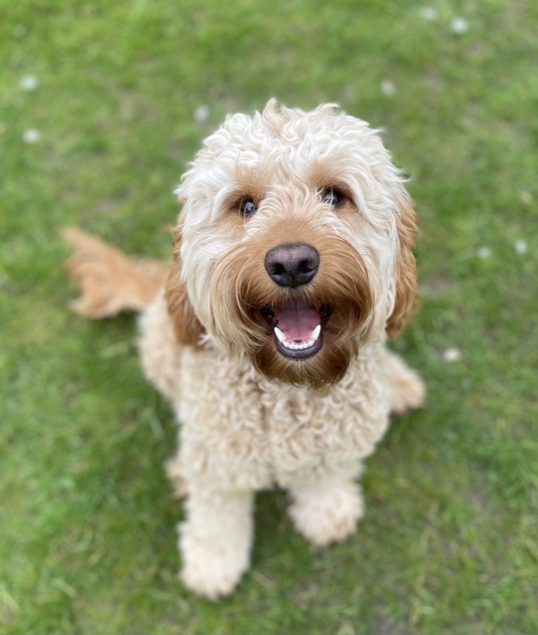 Poppy, a Cockapoo